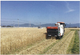 小麦収穫（神埼町）